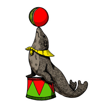recommend clip art: Circus seal with ball engraving sketch hand drawn color vector illustration. Scratch board style imitation. Hand drawn image.