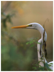 great heron