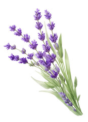 Obraz premium Sage and Serenity: Capturing Nature's Essence in a Herbal Tapestry