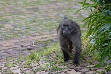 Large baboon walking past a collection of shrubs and trees in its natural environment