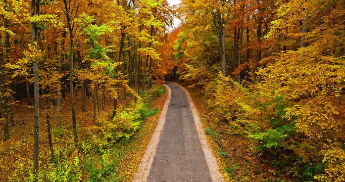 Slowly falling leaves over the road in the autumn forest.