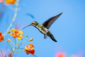 Bright, sunny photo of a Black-throated Mango hummingbird in flight with tropical orange flowers