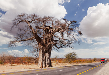 Majestic Baobab standing tall, guarding an African road 