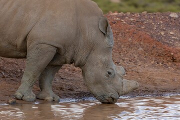 Majestic white rhinoceros stands at the shore of a tranquil lake.