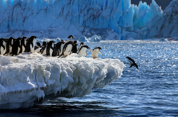 Group of Adelie Penguins (Pygoscelis adeliae) in Antarctica