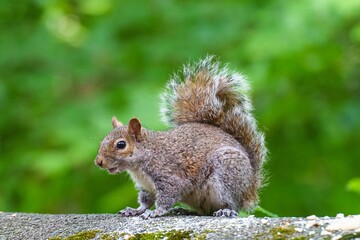 Grey Squirrel (Sciurus carolinensis) on a wall in Daisy Nook Country Park in Manchester, UK