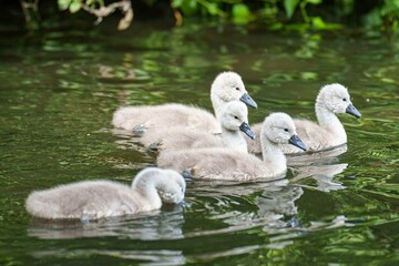 Flock of cygnets swimming in the tranquil waters of Crime Lake