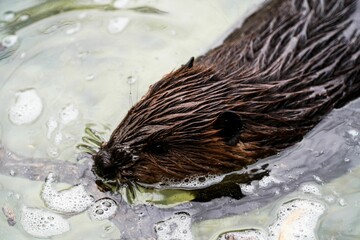 Close-up view of a beaver swimming in a placid body of water