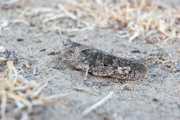 A wonderful example of mimicry of a gray grasshopper sitting on the sand among dry grass.
