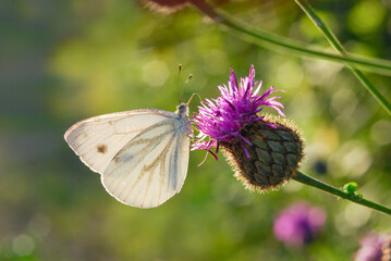 Butterfly feeding on purple flower, Black-veined White - Aporia crataegi