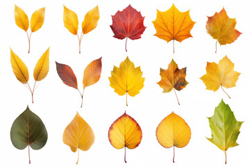 Collection of various types of autumn leaves Isolated on a white background.