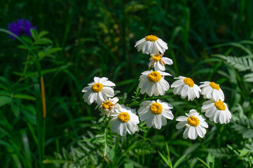 Chamomile flowers illuminated by the sun on a dark background. Close-up.