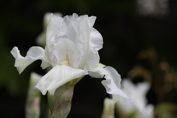 close up of a white flower