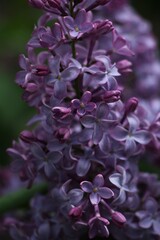 purple flowers of a lilac