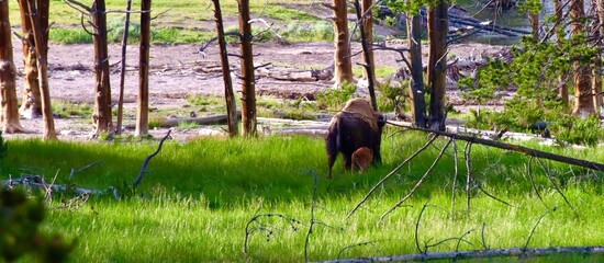 Bison walking in the grass