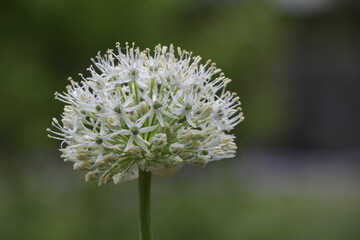 close up of a flower
