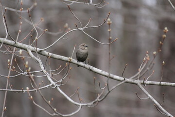 white bird on a branch