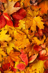 Fallen orange and red maple leaves, autumn nature background, top view