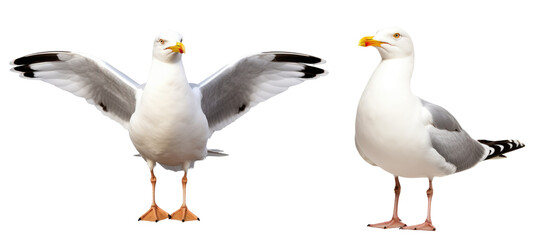 Seagull isolated on transparent or white background, PNG