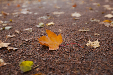 yellow maple leaf on the ground in the park, autumn mood background