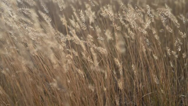 Close-up of Blue Grama Grass. The grass is golden brown with fall colors and is moving as the result of the wind.  Only the mid-ground is in focus.
