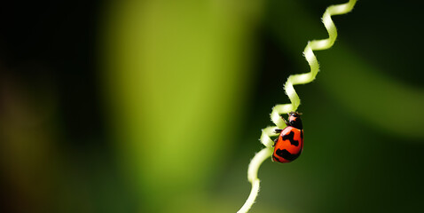 A ladybug with orange color and black pattern is perching on the spiral plant stem on blurred green garden background with copy space.Ecology in environment concept.