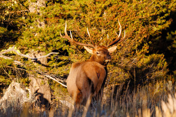 Naklejka na ściany i meble Bull elk (Cervus canadensis) standing and looking at the camera in meadow near pine trees in Grand Teton National Park, Wyoming during early fall.