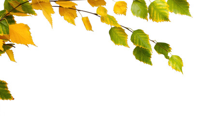 birch tree leaf branch isolated on transparent background, real autumn nature texture for overlay...