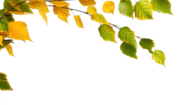 birch tree leaf branch isolated on transparent background, real autumn nature texture for overlay decoration template