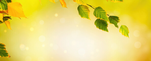 isolated birch tree leaf branch on abstract blurred yellow autumn background, nature scene concept banner with copy space