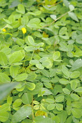 Green leaves background. Green leaves texture. Green leaf texture background
