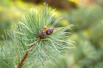 The branch of pine with cone - 673900443