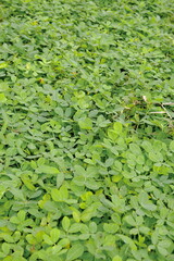 Green leaves background. Green leaves texture. Green leaf texture background