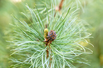 The branch of pine with cone - 673900625
