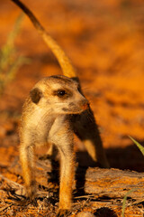 Kalahari Meerkats
