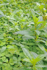 Green leaves background. Green leaves texture. Green leaf texture background