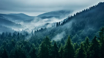 Printed kitchen splashbacks Tatra Mountains A photo of the Black Forest, with misty atmosphere as the background, during a foggy morning