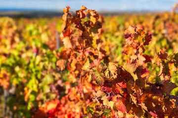 Autumnally colored vines in a vineyard near Ober-Flörsheim/Germany in Rhineland-Palatinate