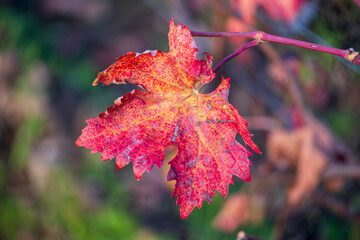 Close-up of a red-colored grape leaf in a vineyard near Ober-Florsheim/Germany in Rhineland-Palatinate