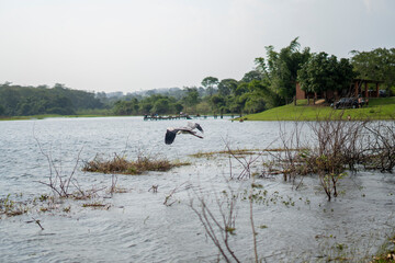 Heron in a river in the interior of Brazil