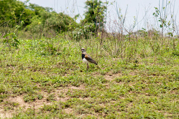 Obraz na płótnie Canvas Lapwing typical Brazilian bird