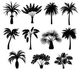 Black palm trees silhouettes. Tropical plants different types. Monochrome detailed shapes. Summer flora. Jungle coconut or banana. Monstera foliage. Botanical elements. Splendid vector set