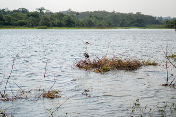 Heron in a river in the interior of Brazil