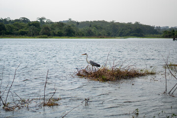 Heron in a river in the interior of Brazil