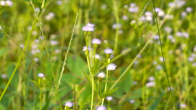 wildflower weed - coatbuttons or tridax daisy, is a species of flowering plant known as a widespread weed and pest. flowering grass