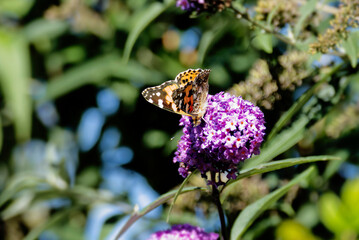 Red admiral butterfly (Vanessa Atalanta) perched on summer lilac in Zurich, Switzerland