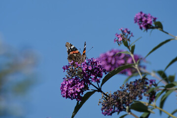 Red admiral butterfly (Vanessa Atalanta) perched on summer lilac in Zurich, Switzerland