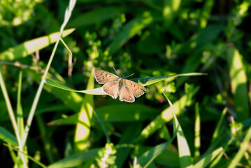 Male Sooty Copper (Lycaena tityrus) butterfly sitting on a grass blade in Zurich, Switzerland