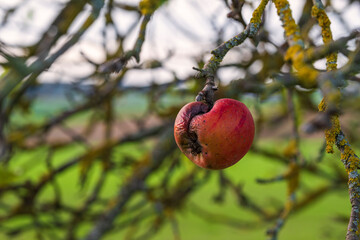Single shriveled apple on a bare tree in Taunus/Germany