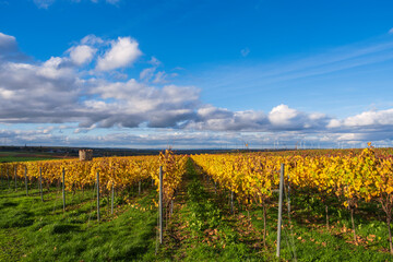 Fototapeta premium Golden colored vineyard under a blue sky near Ober-Florsheim/Germany in Rhineland-Palatinate